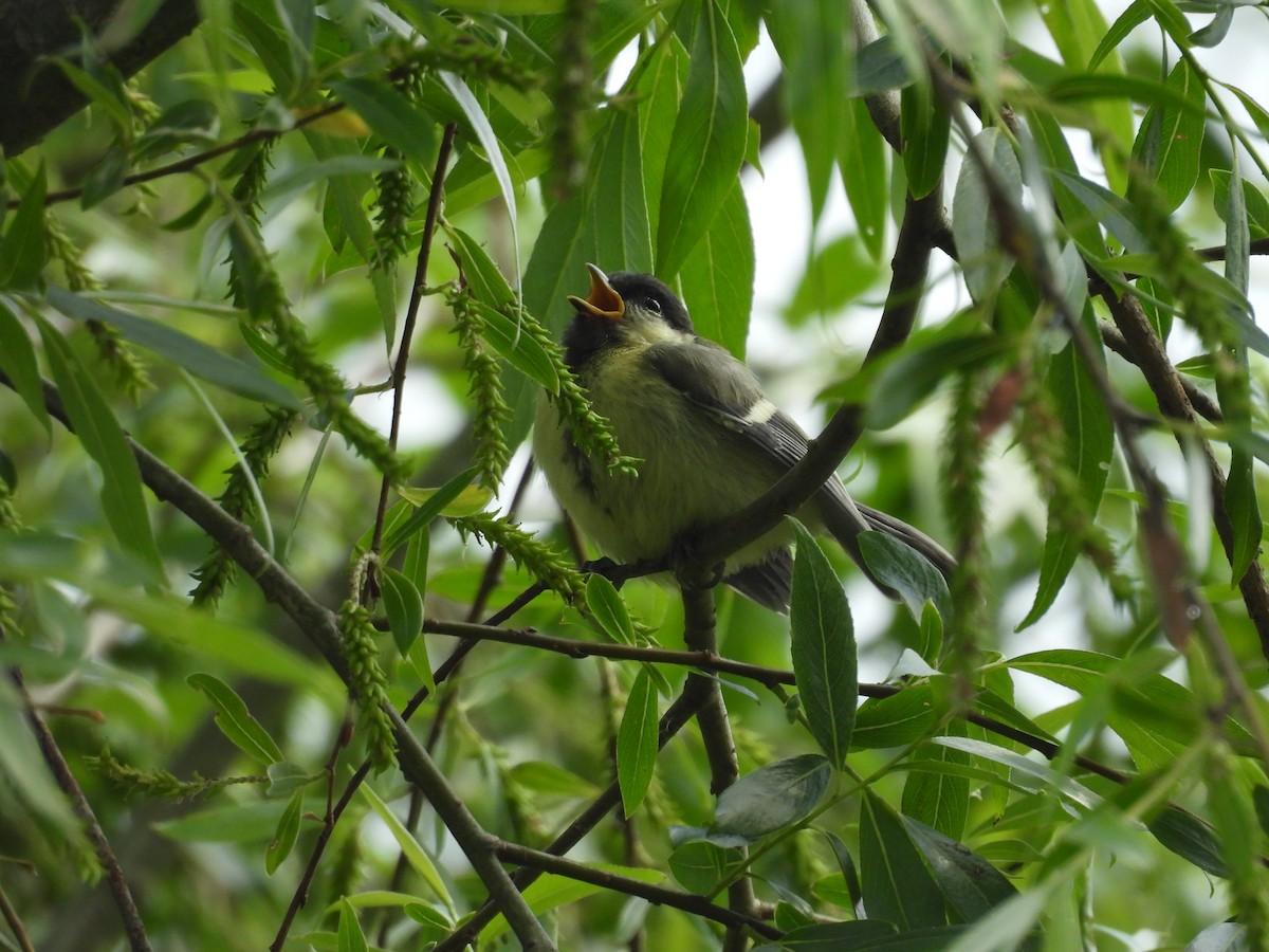 Great Tit - ML618957902