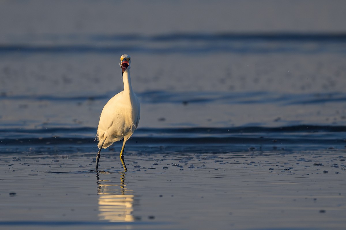 Snowy Egret - ML618957909