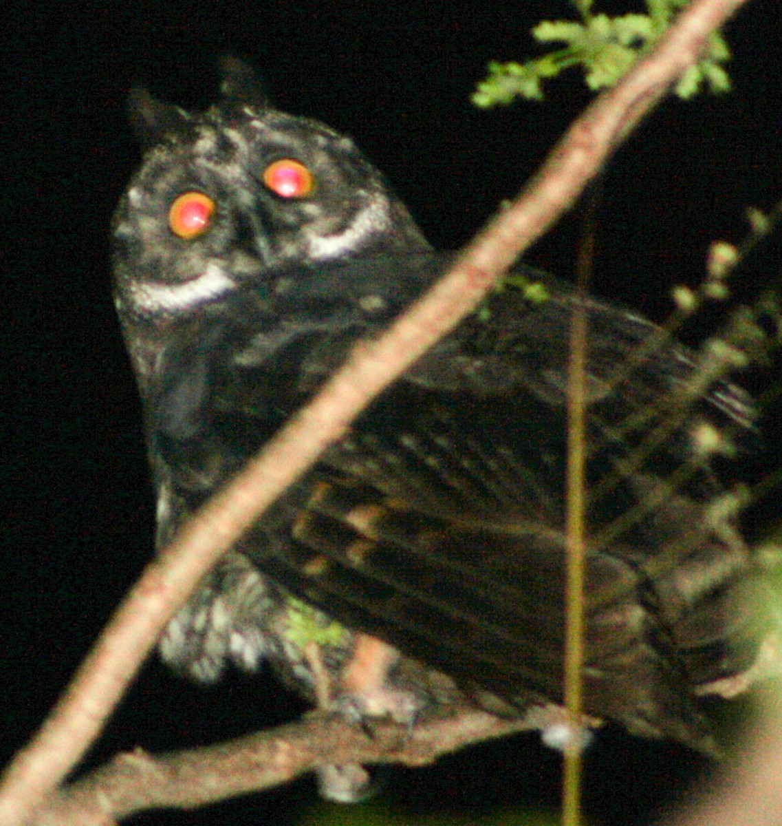 Stygian Owl - yuzaima ortiz