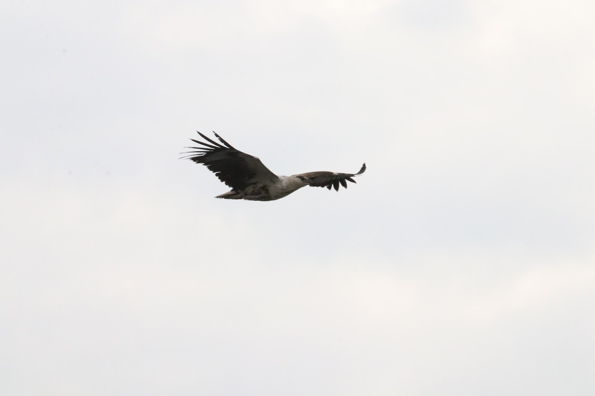 African Fish-Eagle - Nyreen Roberts