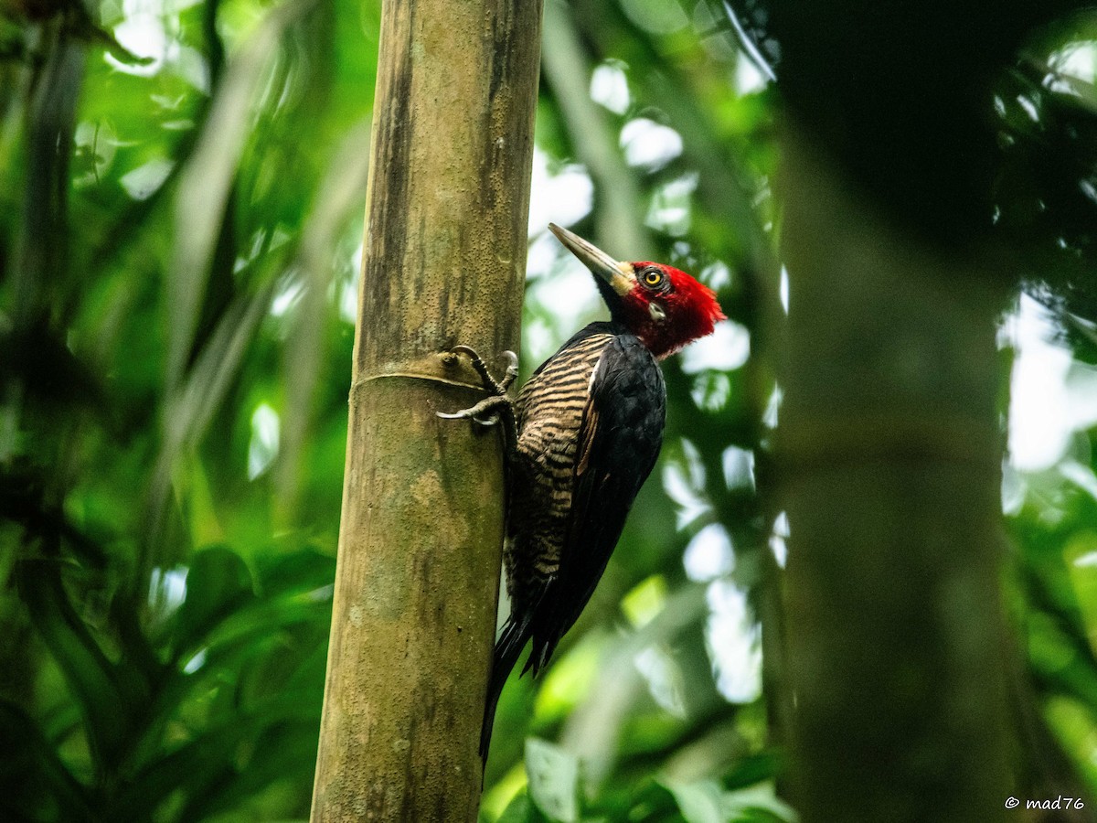 Crimson-crested Woodpecker - MARIO DELGADO AGUDELO