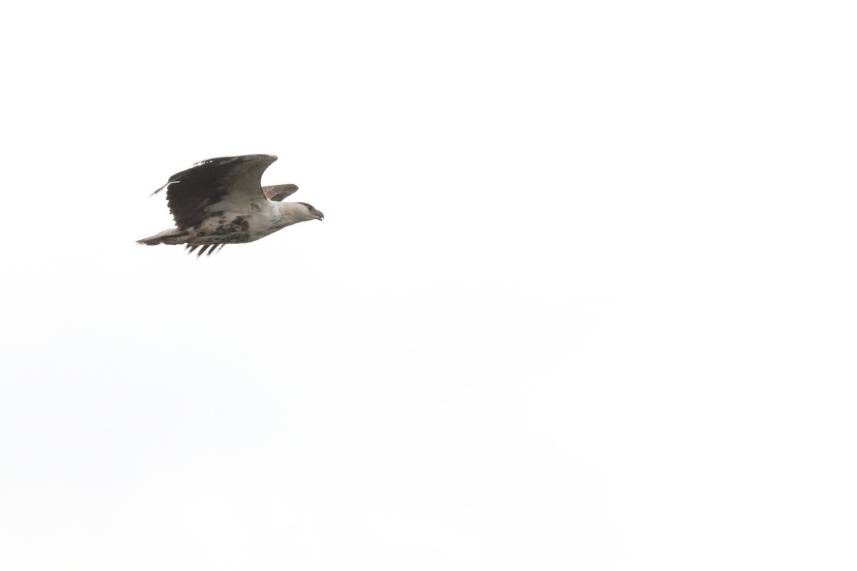 African Fish-Eagle - Nyreen Roberts