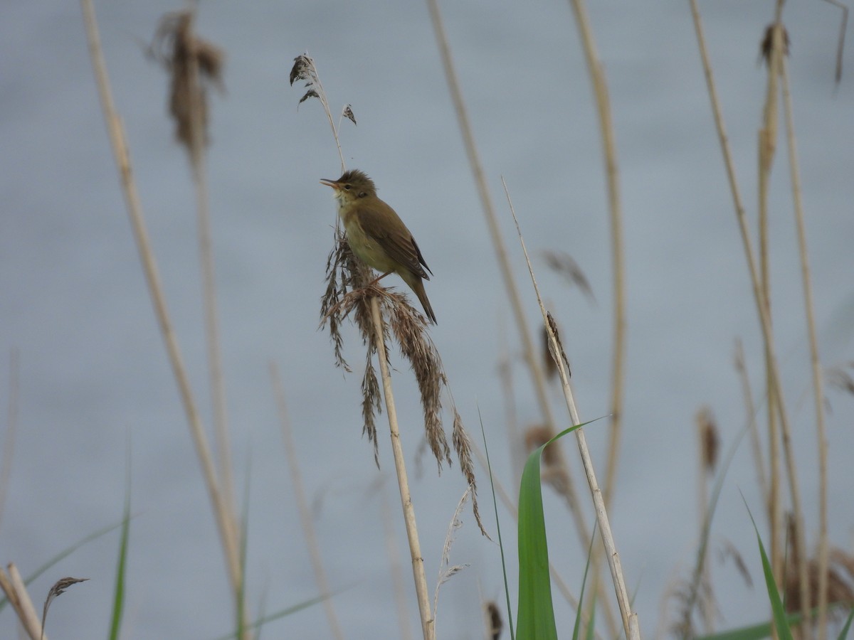 Great Reed Warbler - ML618957962