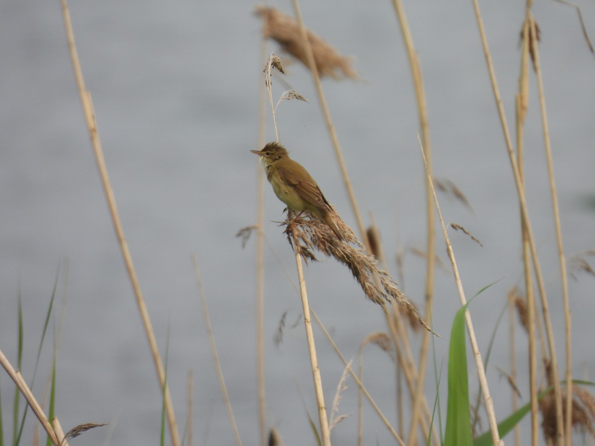 Great Reed Warbler - ML618957963