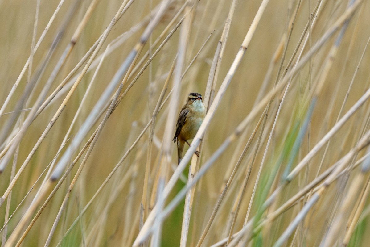 Sedge Warbler - Prashant Tewari