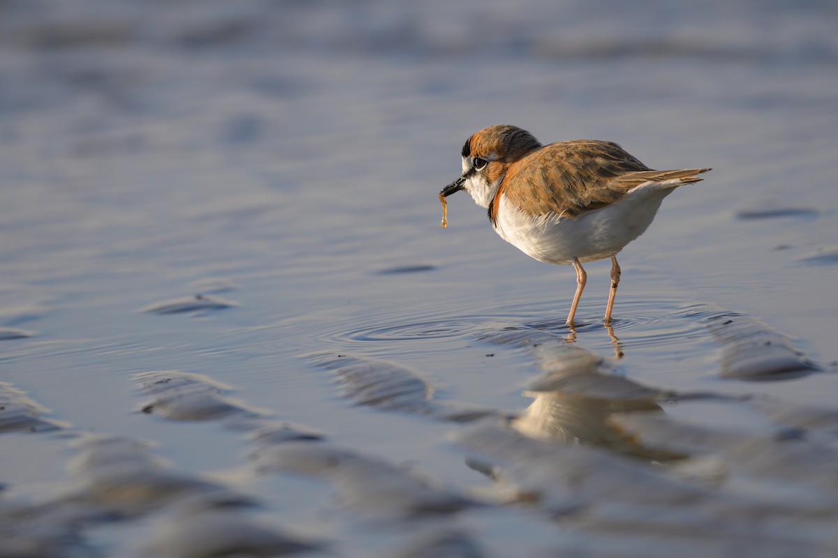 Collared Plover - ML618957967