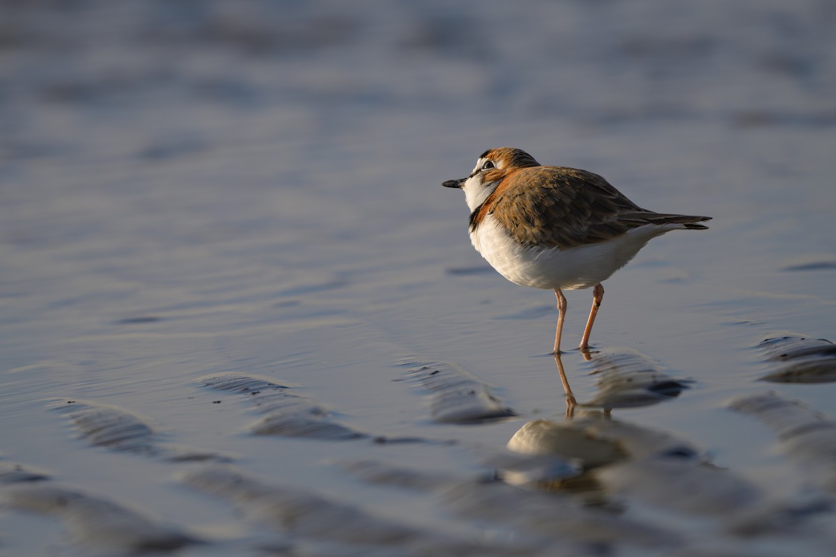 Collared Plover - Fernando Saravia