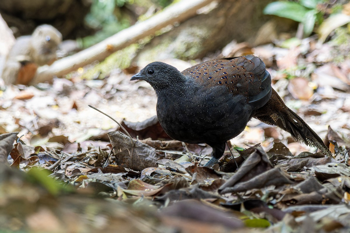 Mountain Peacock-Pheasant - Muangpai Suetrong