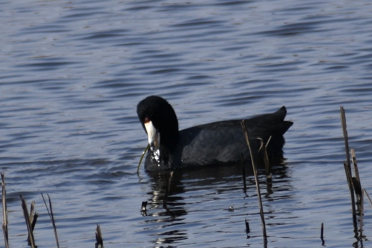 American Coot - Will K