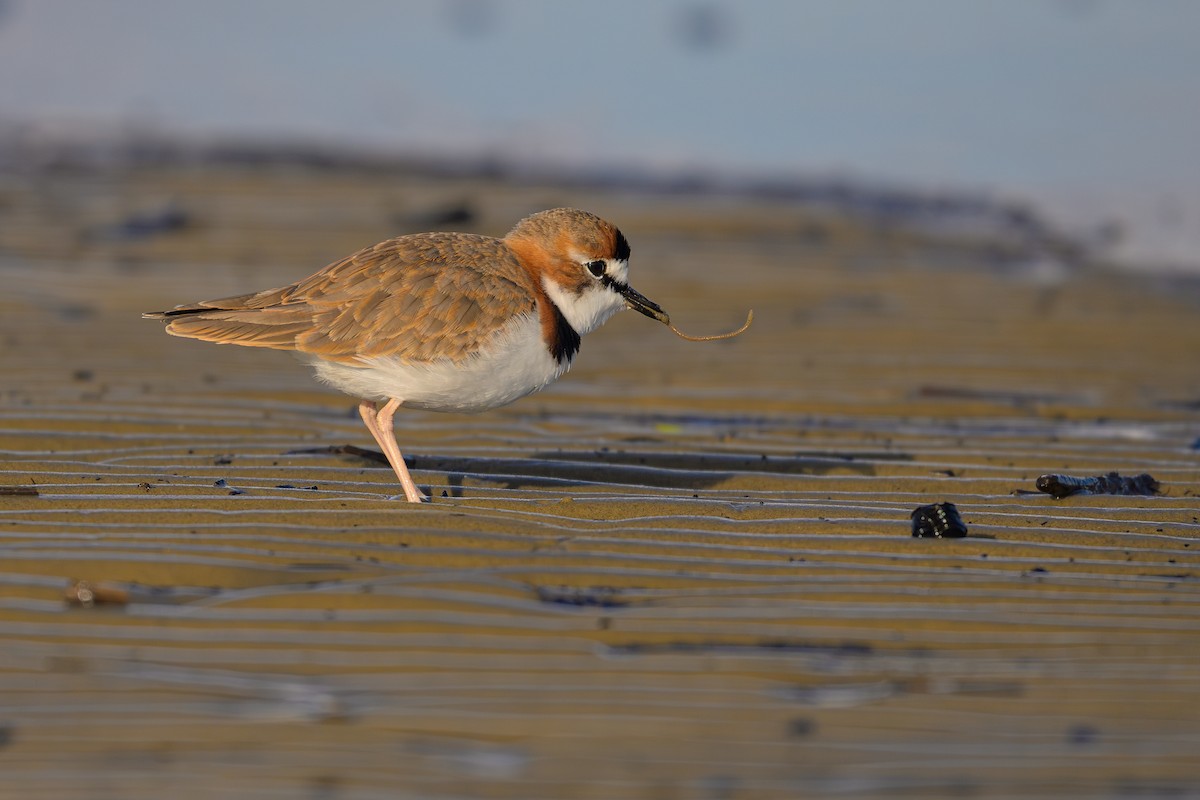 Collared Plover - Fernando Saravia