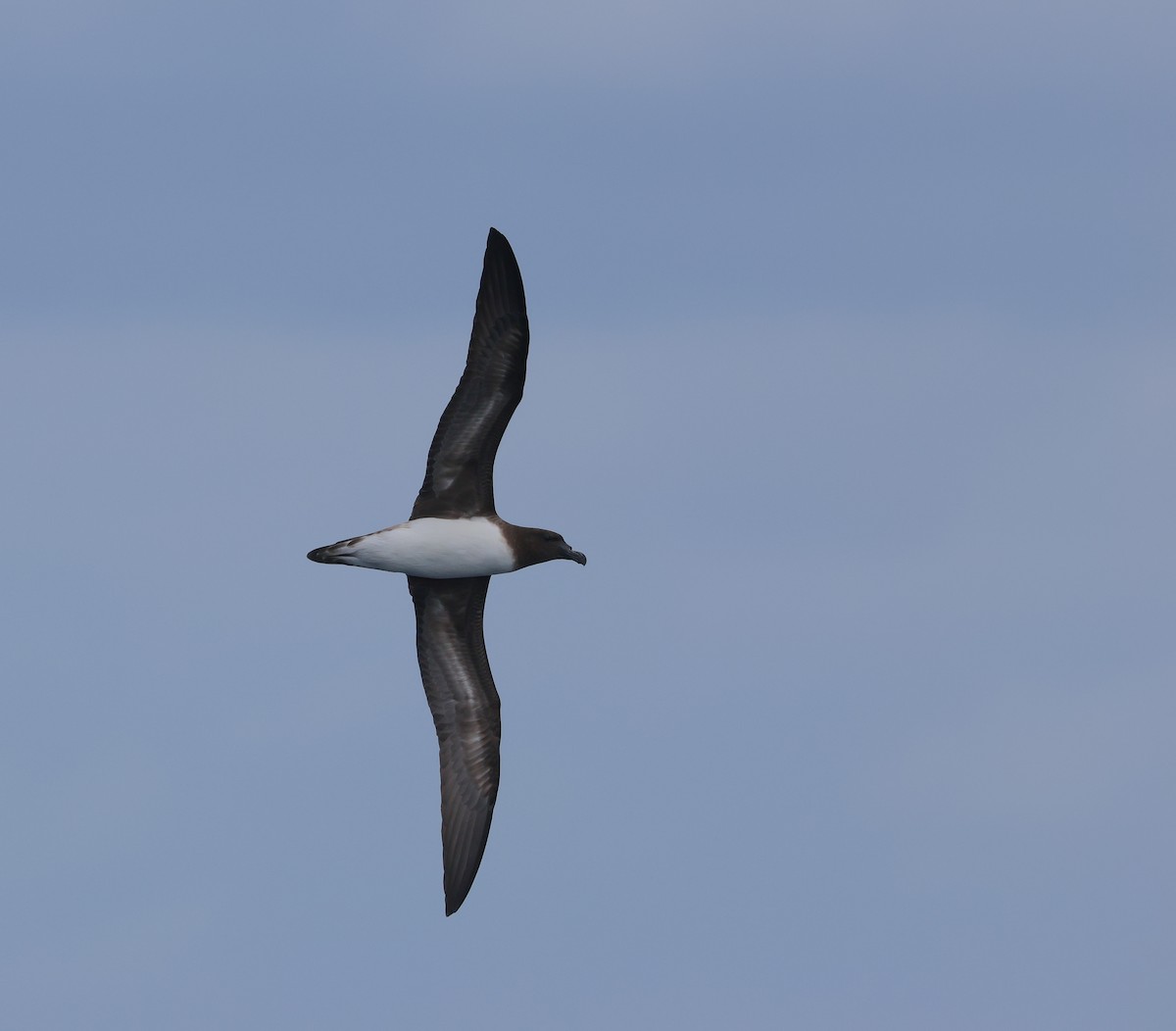 Tahiti Petrel - ML618957997