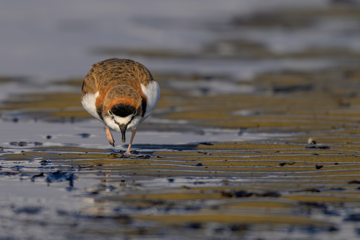 Collared Plover - ML618957999