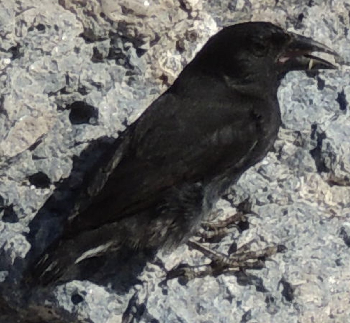 Common Cactus-Finch - Jeffrey C and Teresa B Freedman