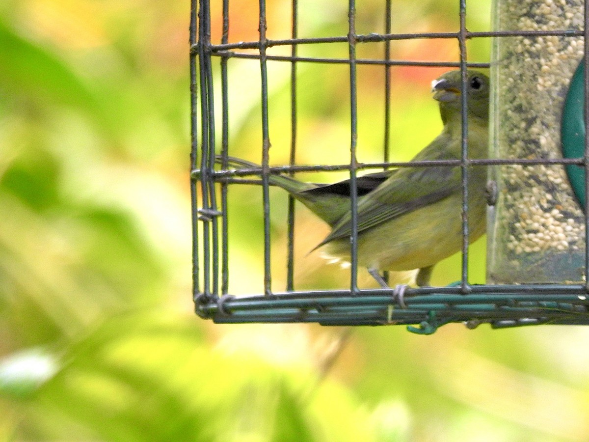 Painted Bunting - ML618958017