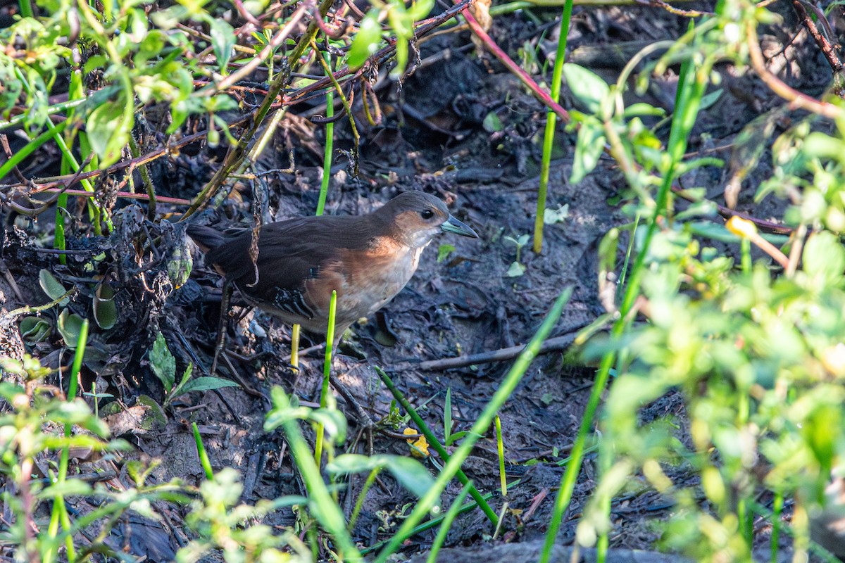 Rufous-sided Crake - Marney Queiroz