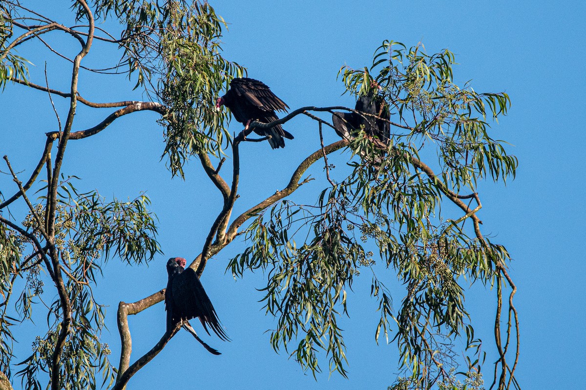 Turkey Vulture - ML618958031