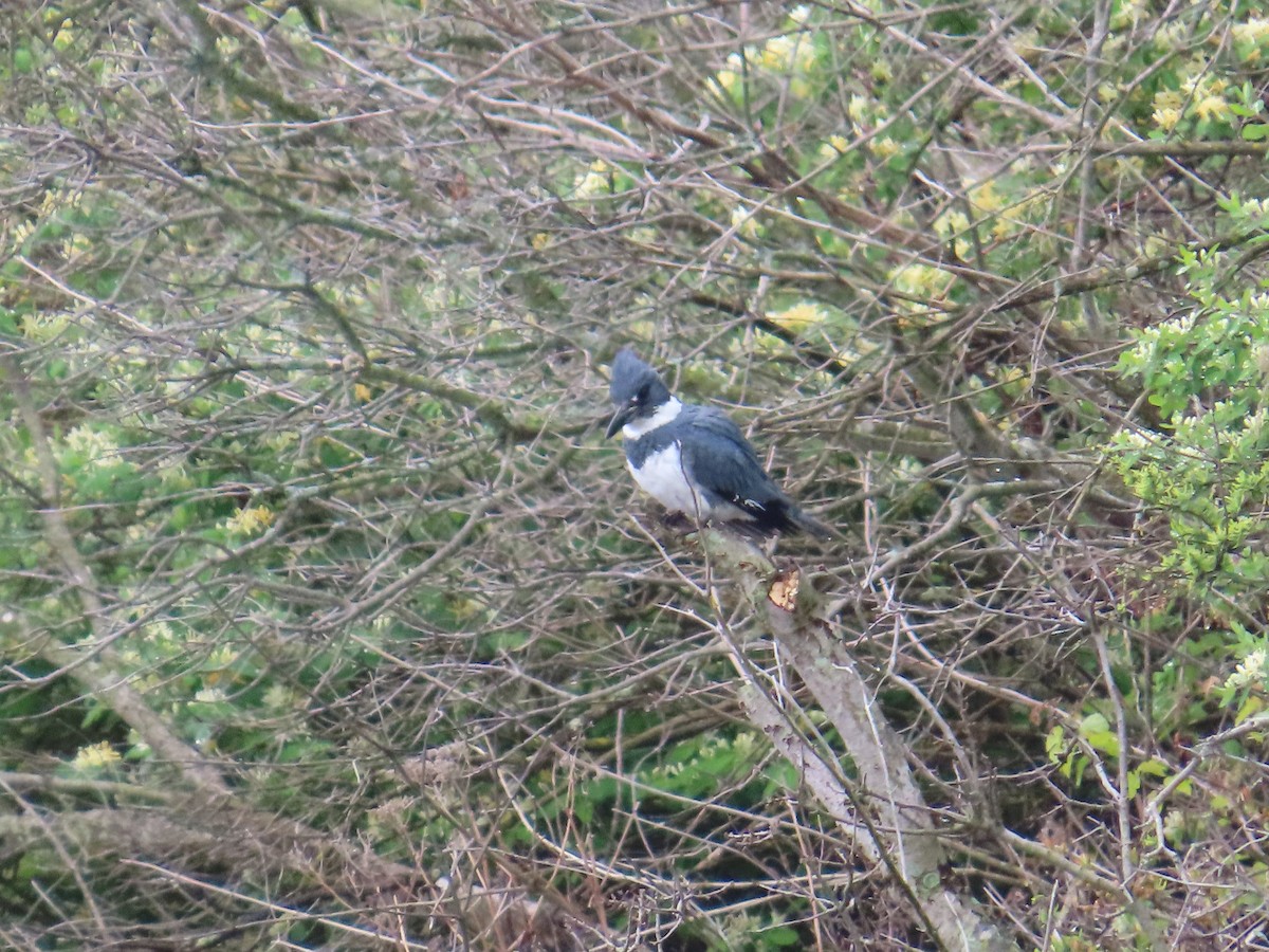 Belted Kingfisher - Ripley Kindervater