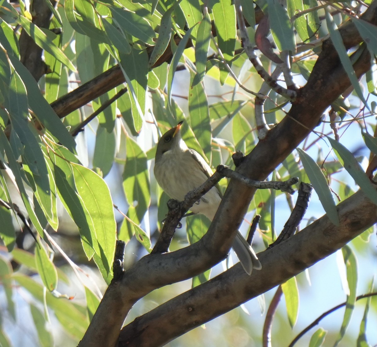 Fuscous Honeyeater - ML618958039