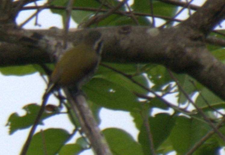 Speckled Piculet - Sundar Muruganandhan