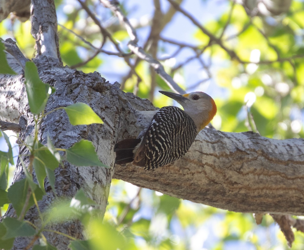 Golden-fronted Woodpecker (Northern) - William Price