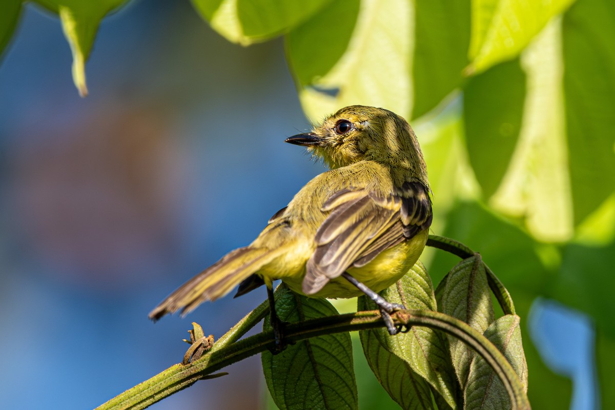 Yellow Tyrannulet - ML618958069