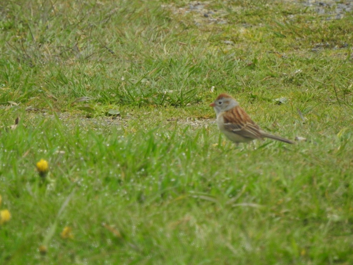 Field Sparrow - Marc LeBlanc