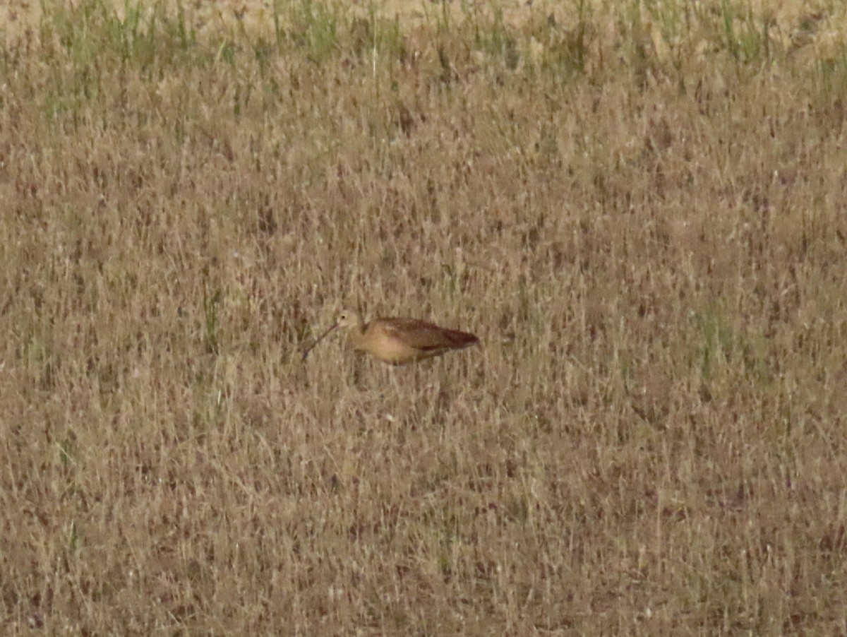 Long-billed Curlew - ML618958084