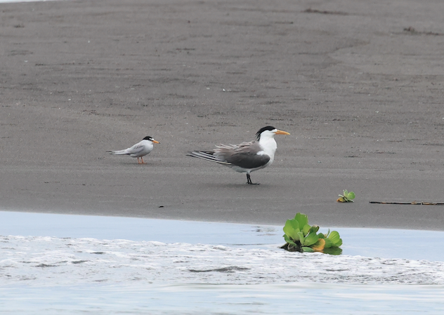 Great Crested Tern - ML618958085