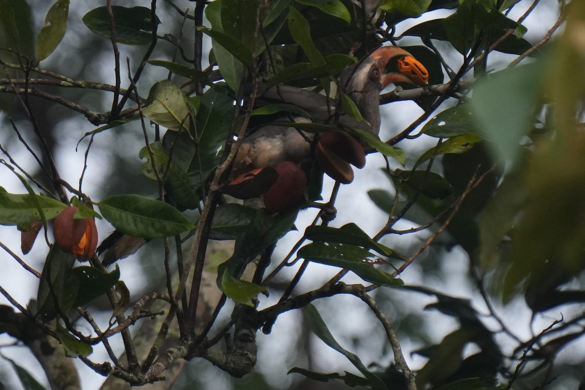 Malabar Gray Hornbill - Sundar Muruganandhan