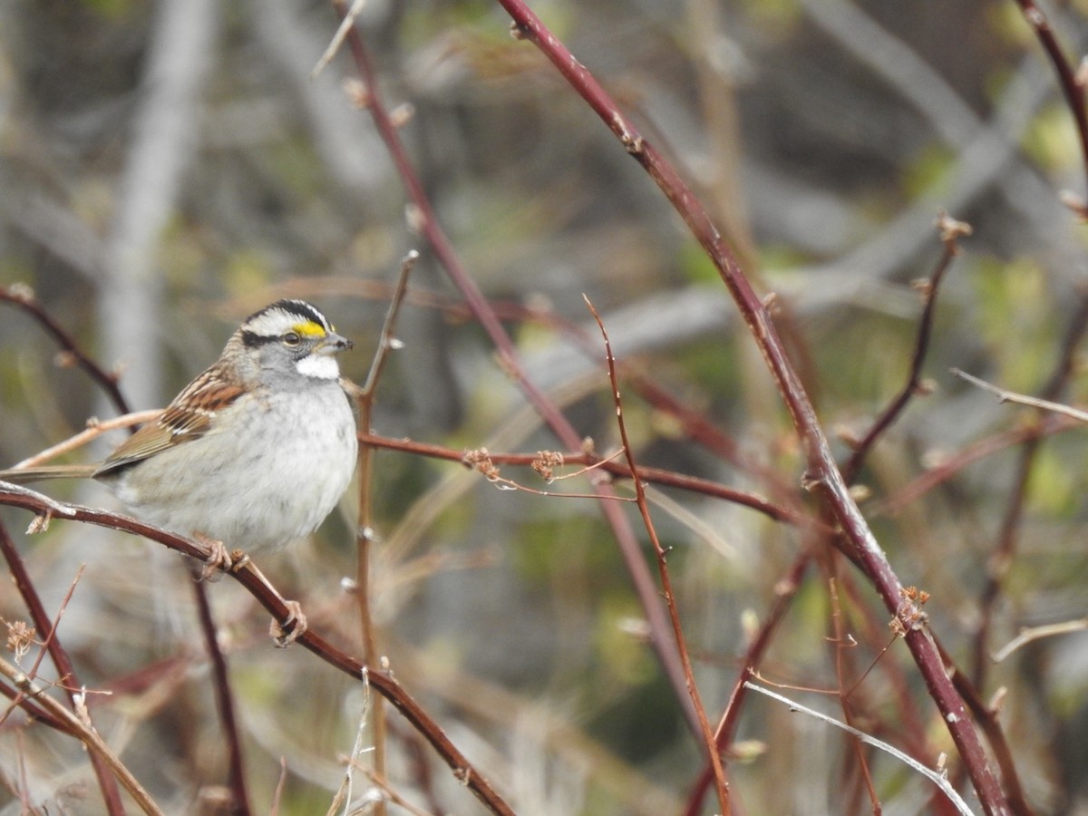 White-throated Sparrow - Marc LeBlanc