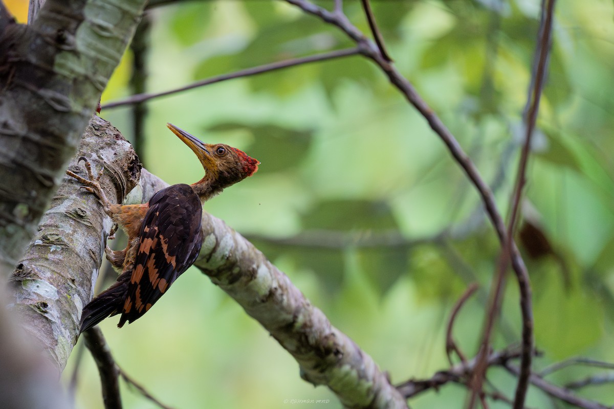 Orange-backed Woodpecker - Rahman Mandu