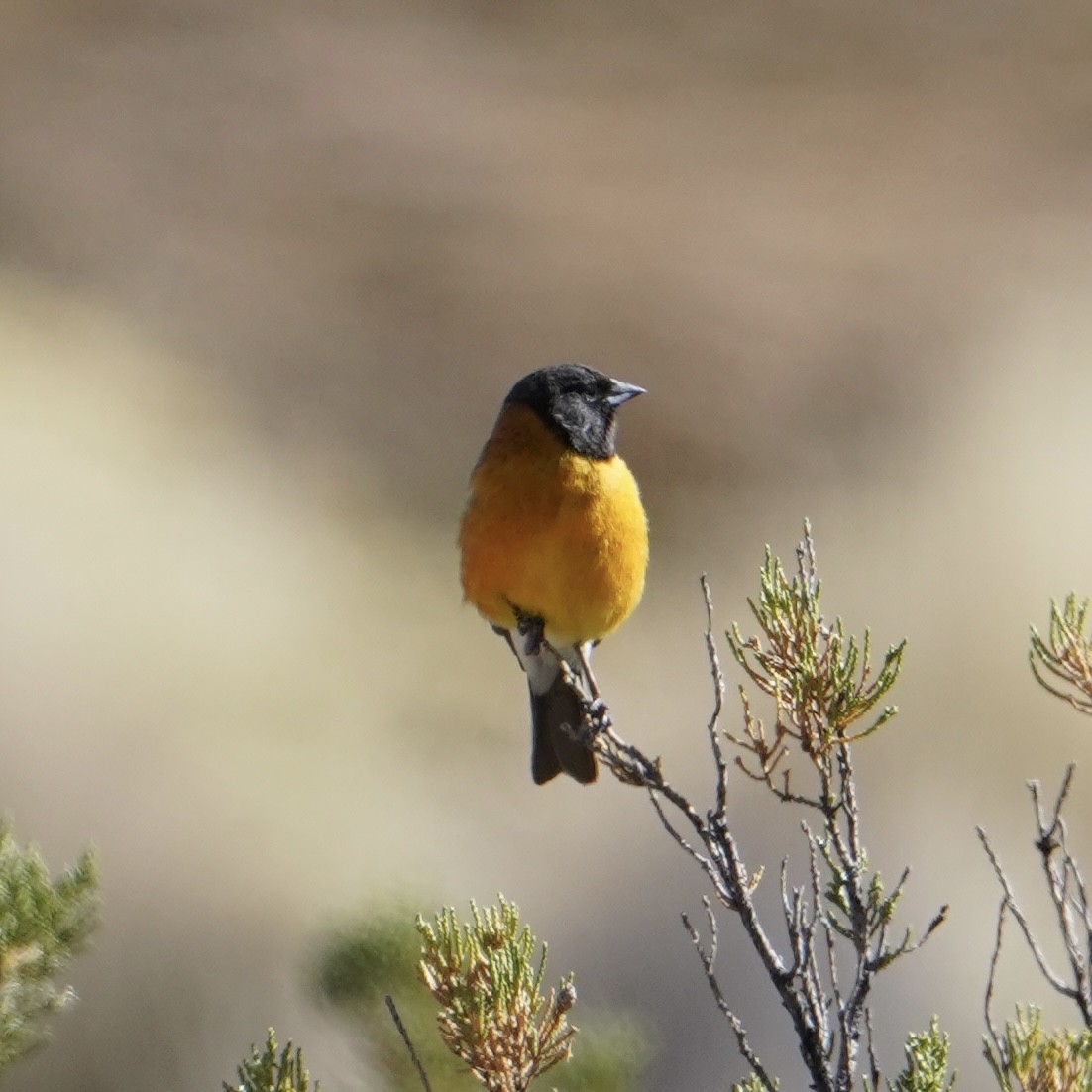 Black-hooded Sierra Finch - Chris Daniels