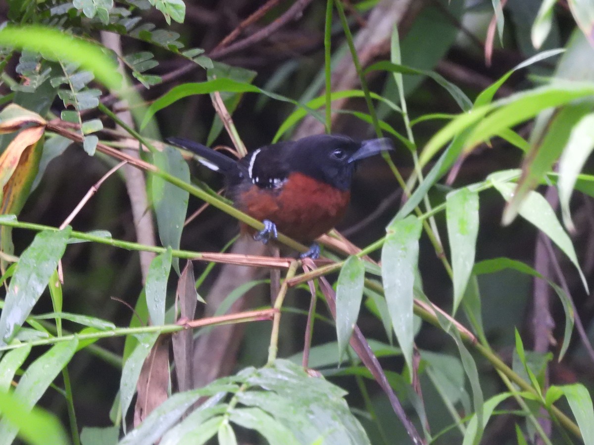 Dot-winged Antwren - Juan Aguilar