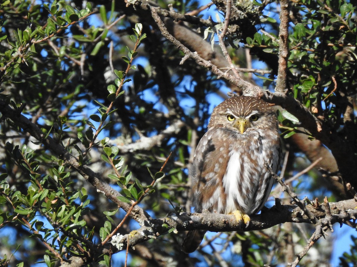 Ferruginous Pygmy-Owl - Martin Barchiesi
