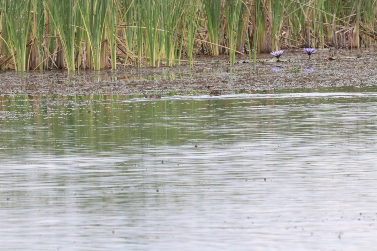 Little Grebe (Little) - ML618958121