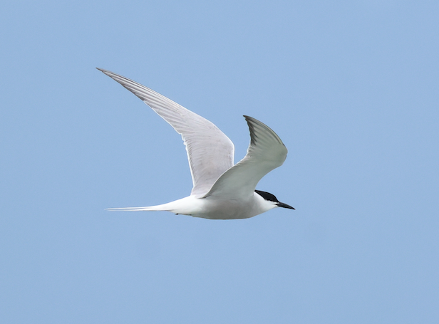 Common Tern - 一起 呂