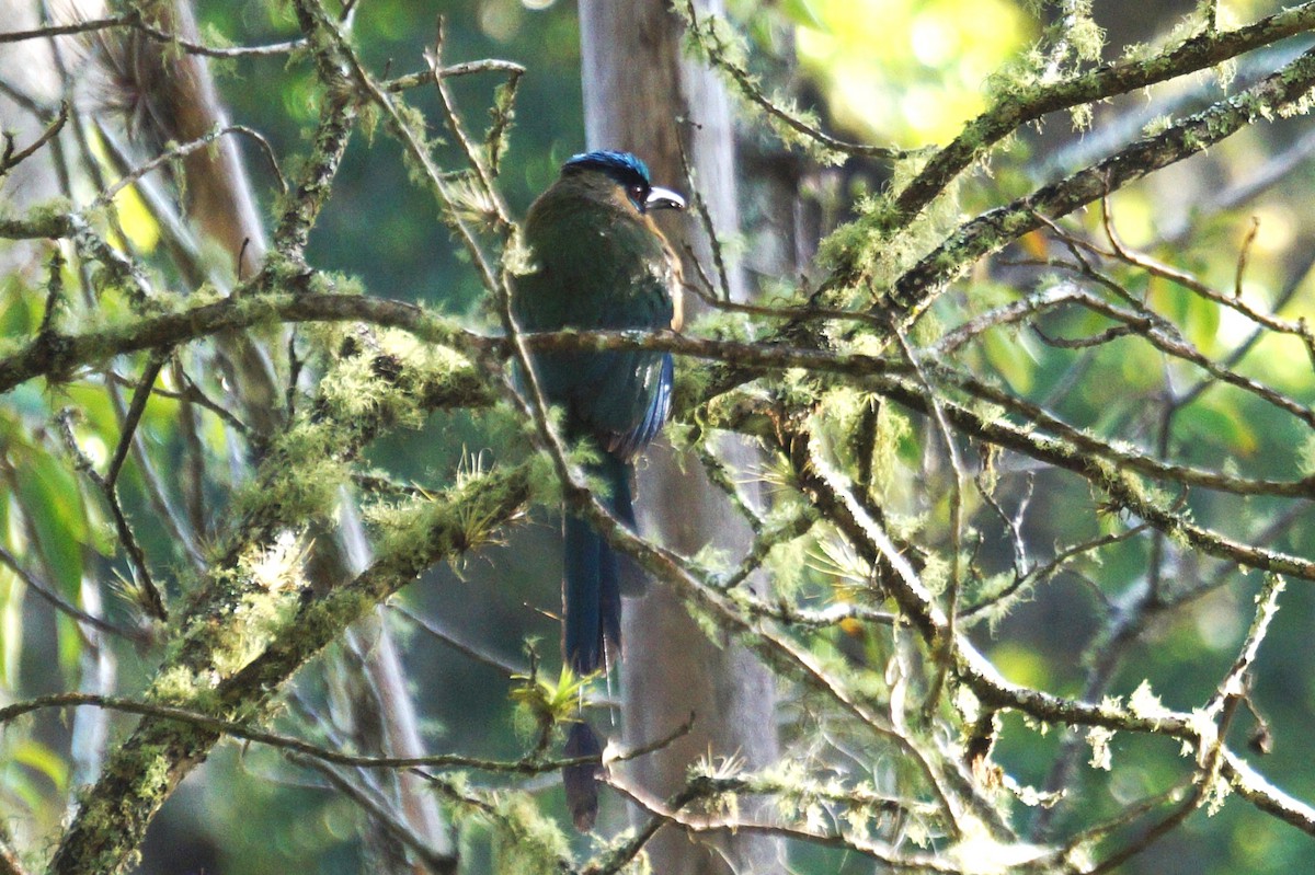 Andean Motmot - Pablo Perez - Perez