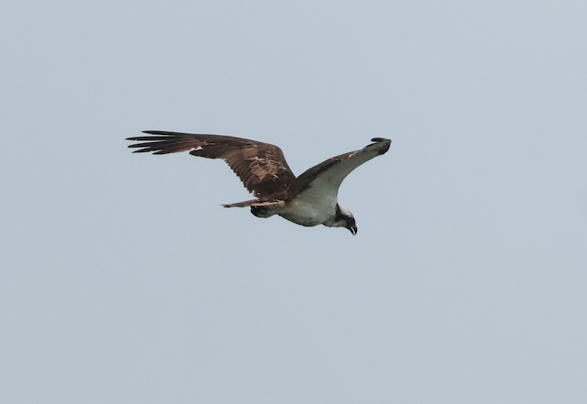 Osprey (haliaetus) - 一起 呂