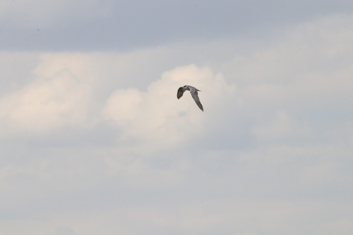 Whiskered Tern - Nyreen Roberts