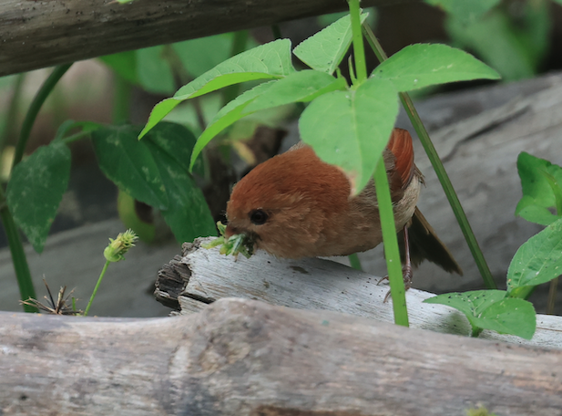 Vinous-throated Parrotbill - 一起 呂