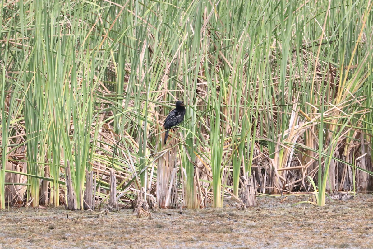 Long-tailed Cormorant - Nyreen Roberts