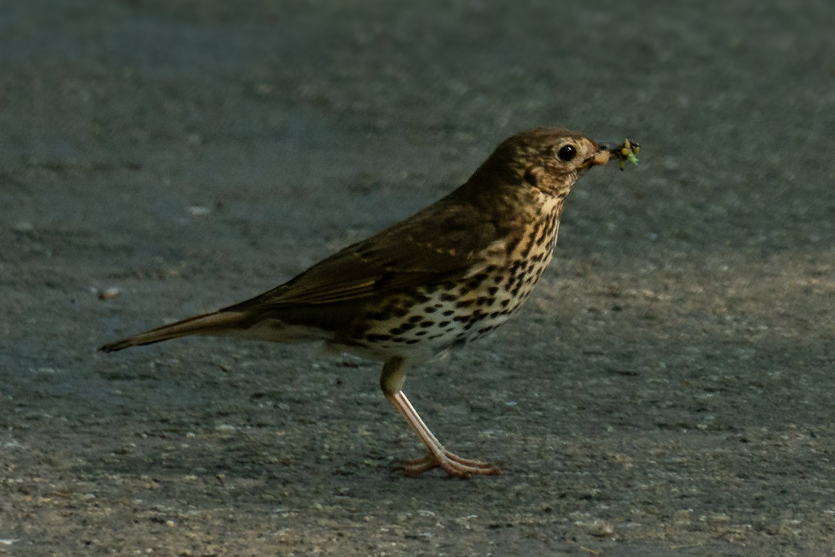 Song Thrush - Jean Yao