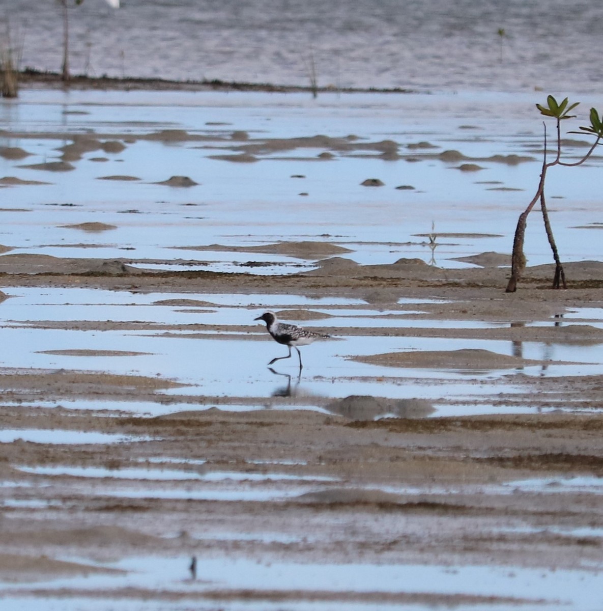 Black-bellied Plover - Liz  Leslie Brace