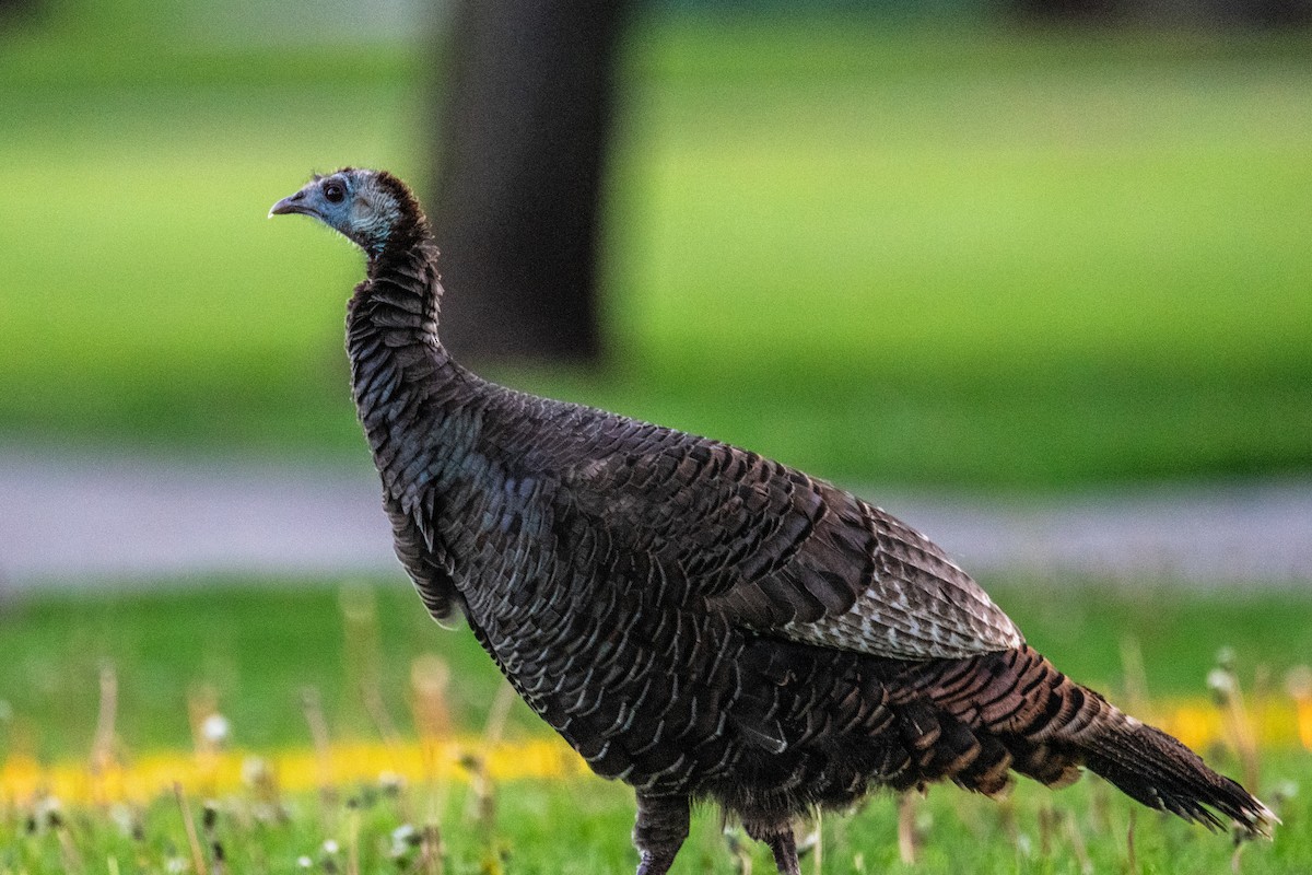 Wild Turkey - ML618958180