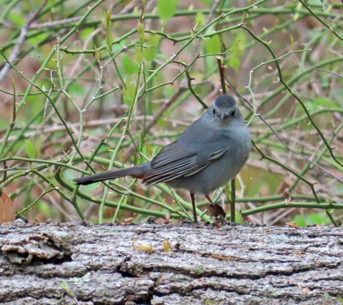 Gray Catbird - JoAnn Potter Riggle 🦤