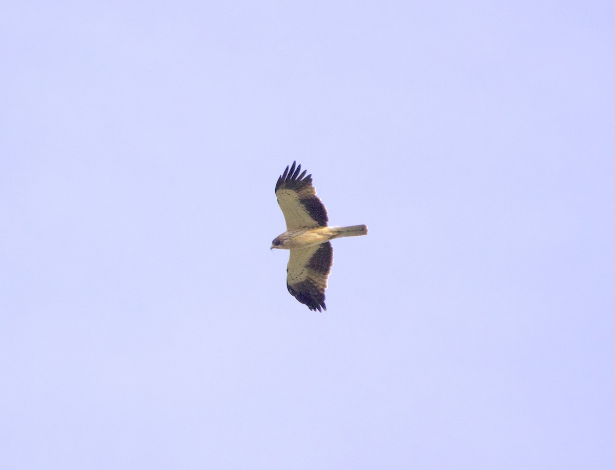 Booted Eagle - Juan Abella