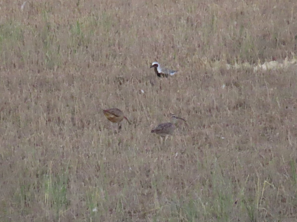 Black-bellied Plover - ML618958196