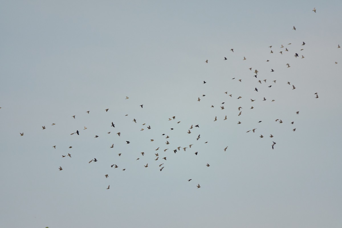 Bobolink - Stephen Mann