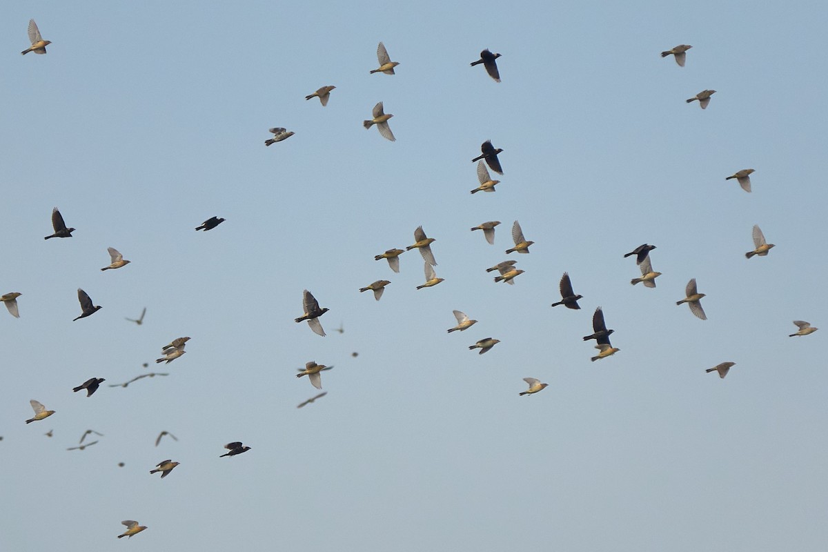 bobolink americký - ML618958205