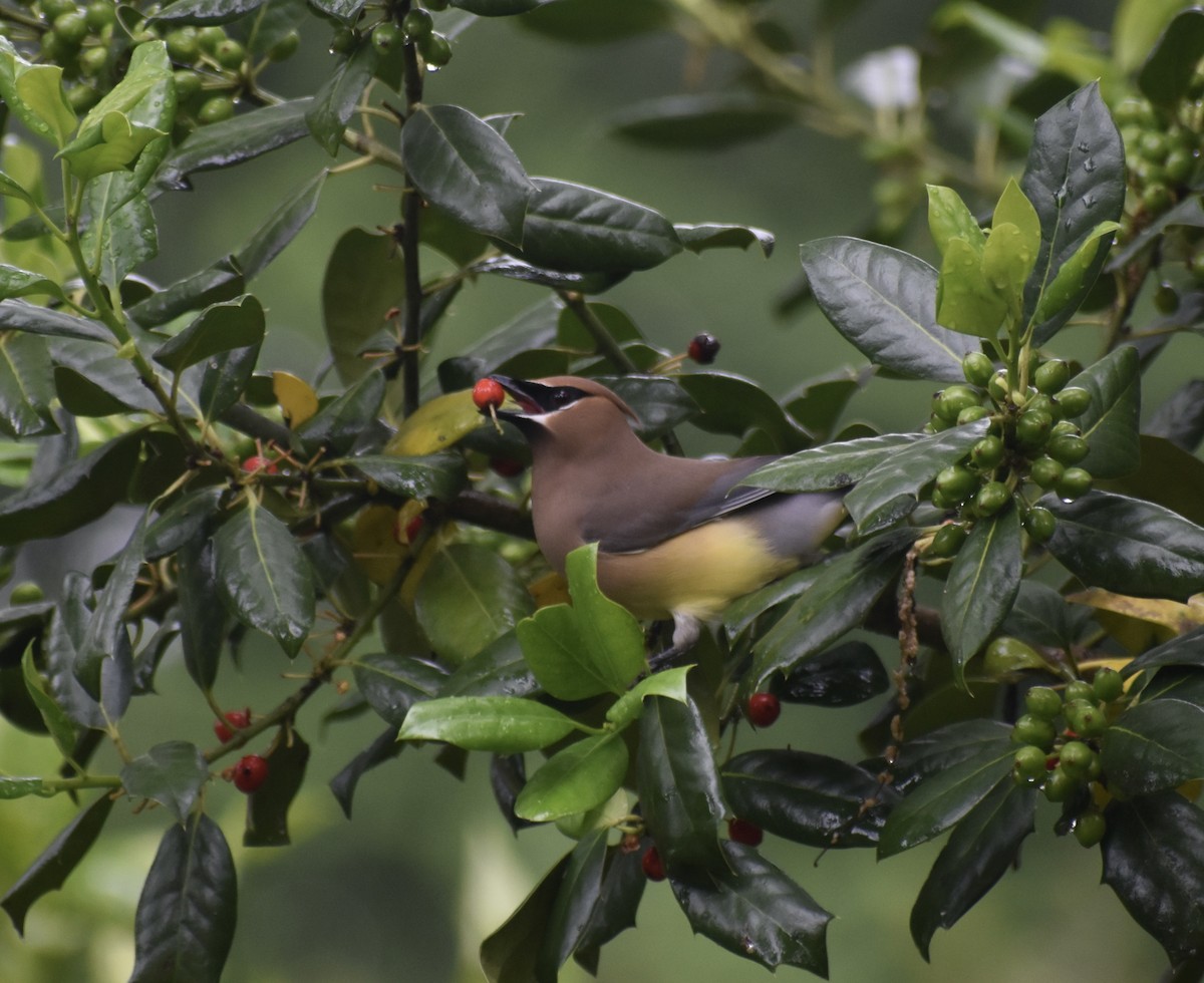 Cedar Waxwing - Will K